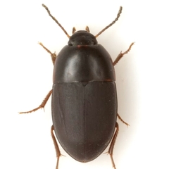 Gondwanocrypticus platensis