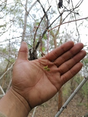 Ampelocissus acapulcensis