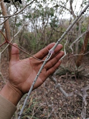 Ampelocissus acapulcensis