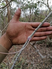 Ampelocissus acapulcensis