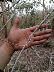 Ampelocissus acapulcensis