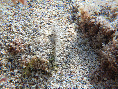 Black Goby (Gobius niger)