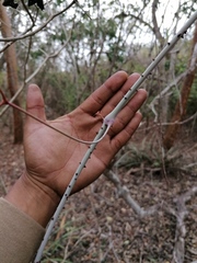 Ampelocissus acapulcensis