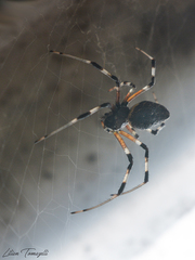 Nephilingis cruentata
