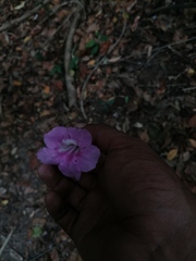 Bignonia