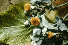 Dendroseris litoralis