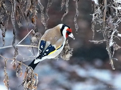 Carduelis carduelis