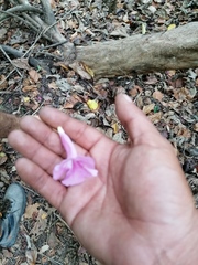 Bignonia
