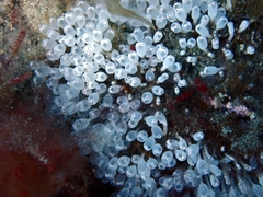 Pycnoclavella