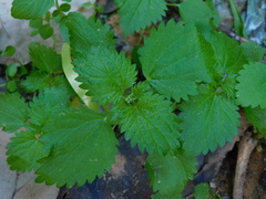 Urtica membranacea