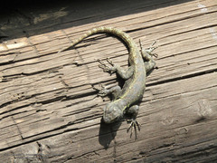 Sceloporus palaciosi