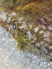 Chionochloa rigida amara