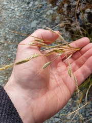 Chionochloa rigida amara