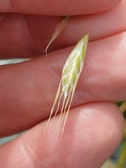 Chionochloa rigida amara