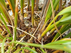 Chionochloa rigida amara