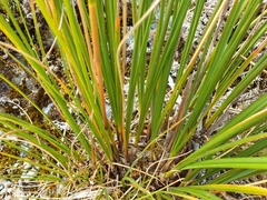 Chionochloa rigida amara