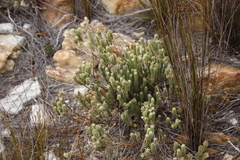 Campylostachys cernua