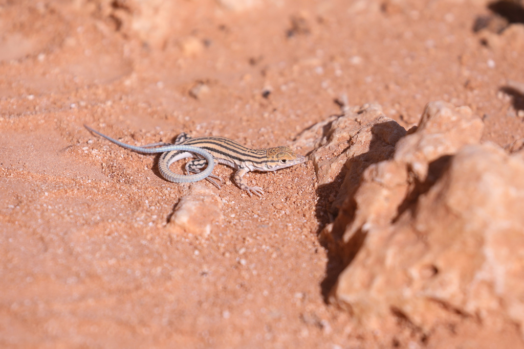 Masirah Fringe-toed Lizard