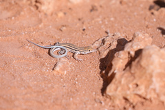 Acanthodactylus masirae