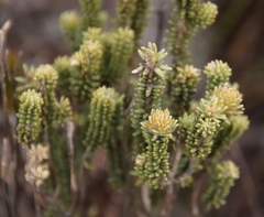 Campylostachys cernua