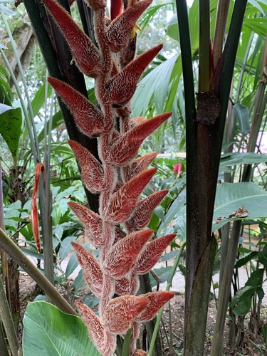 Heliconia vellerigera
