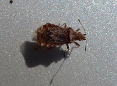 Aufeius impressicollis