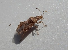 Aufeius impressicollis