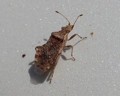 Aufeius impressicollis