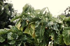 Dendroseris litoralis