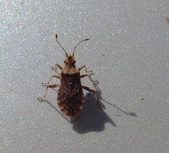 Aufeius impressicollis