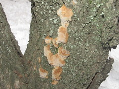 Phellinus pomaceus
