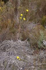Lachnaea aurea