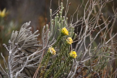 Lachnaea aurea