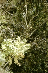 Sonchus phoeniciformis