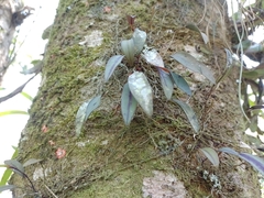 Trichosalpinx ciliaris