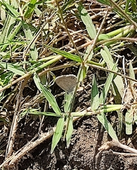 Hemiargus ceraunus