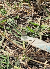 Hemiargus ceraunus