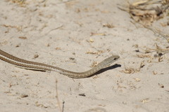 Psammophis subtaeniatus