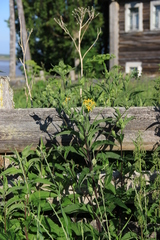 Senecio sarracenicus