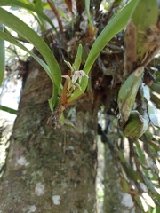 Maxillaria densa