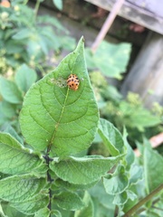 Henosepilachna vigintioctopunctata
