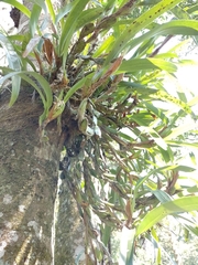 Maxillaria densa