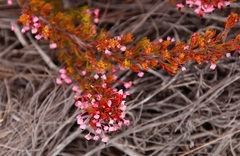 Erica rubiginosa