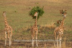 Giraffa camelopardalis rothschildi