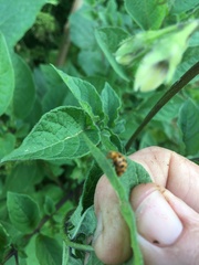 Henosepilachna vigintioctopunctata