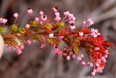 Erica rubiginosa
