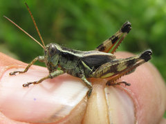 Melanoplus walshii
