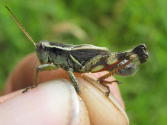Melanoplus walshii