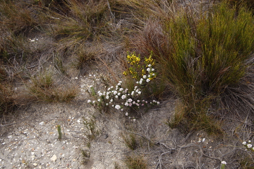 Image of Metalasia inversa by (c) Tony Rebelo, some rights reserved (CC BY-SA)