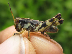Melanoplus walshii